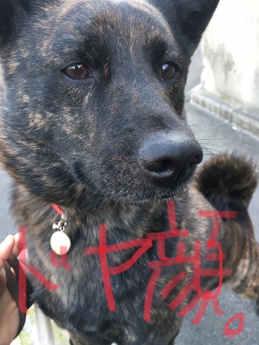 f:id:drunkard_kim:20190404080236j:plain