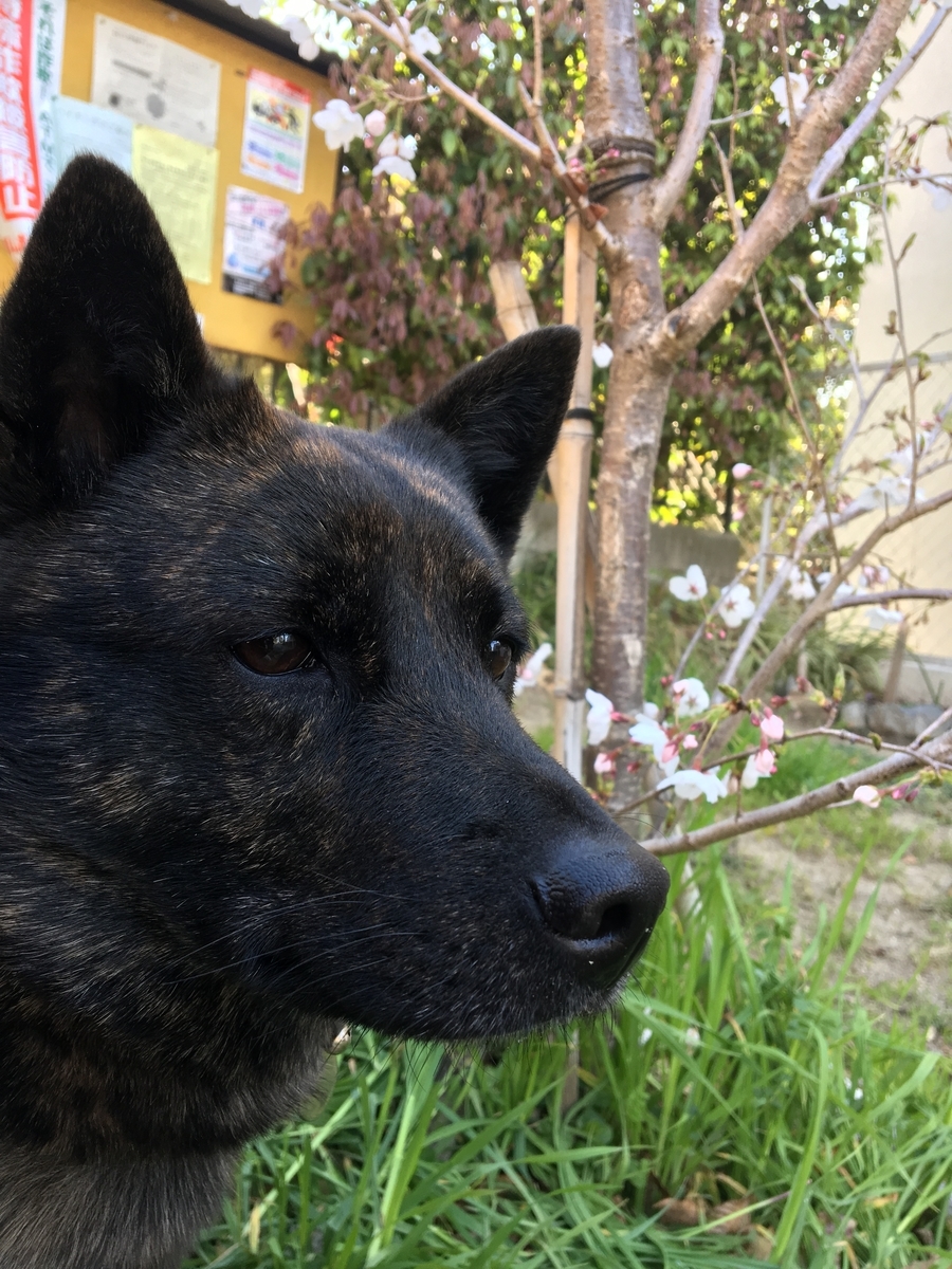 f:id:drunkard_kim:20190405110059j:plain