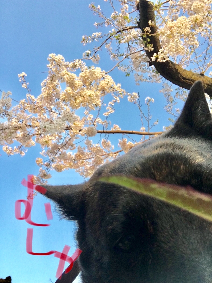 f:id:drunkard_kim:20190406084732j:plain
