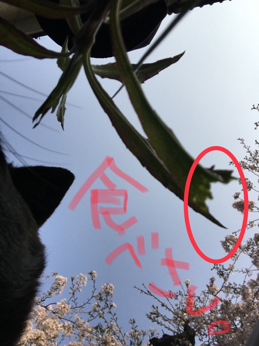 f:id:drunkard_kim:20190406084845j:plain