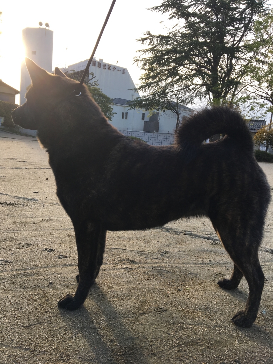 f:id:drunkard_kim:20190412080618j:plain