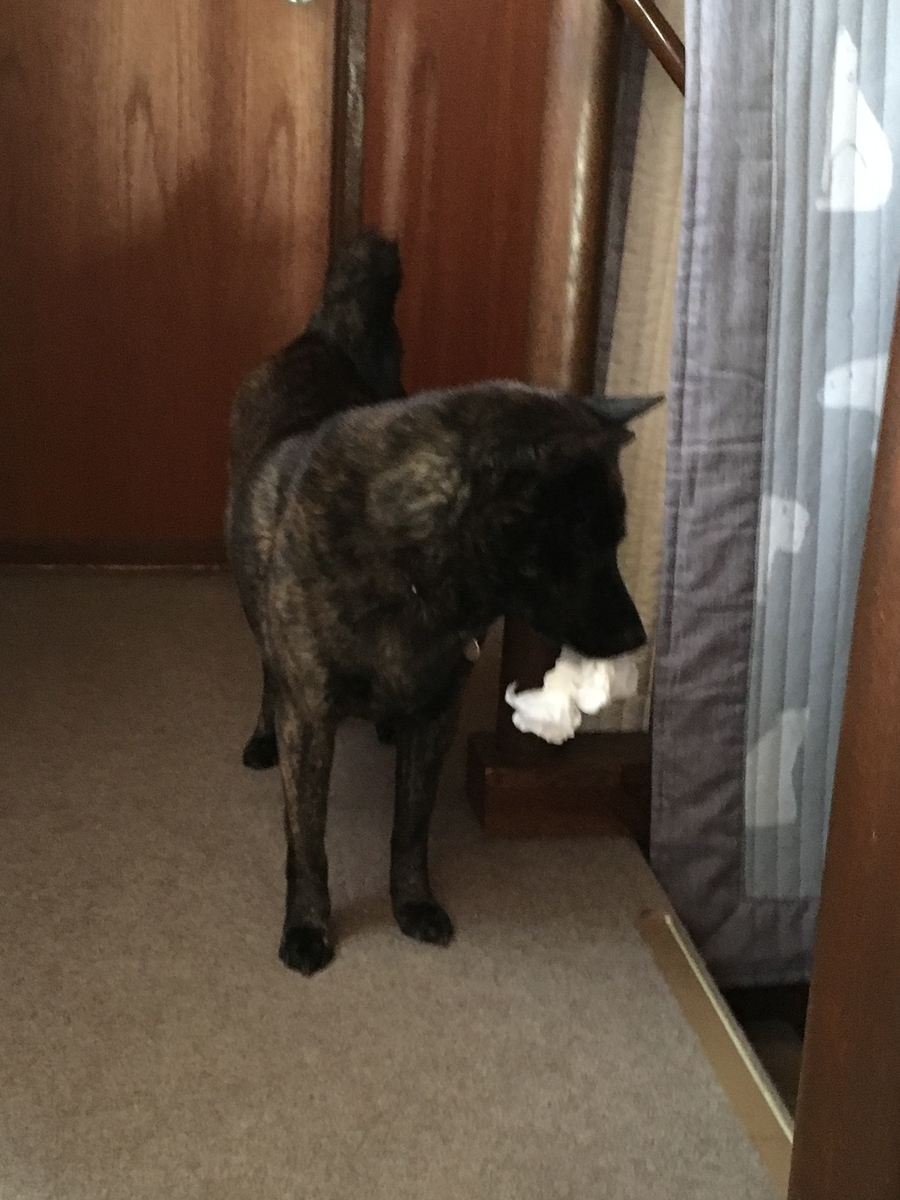 f:id:drunkard_kim:20190418080811j:plain