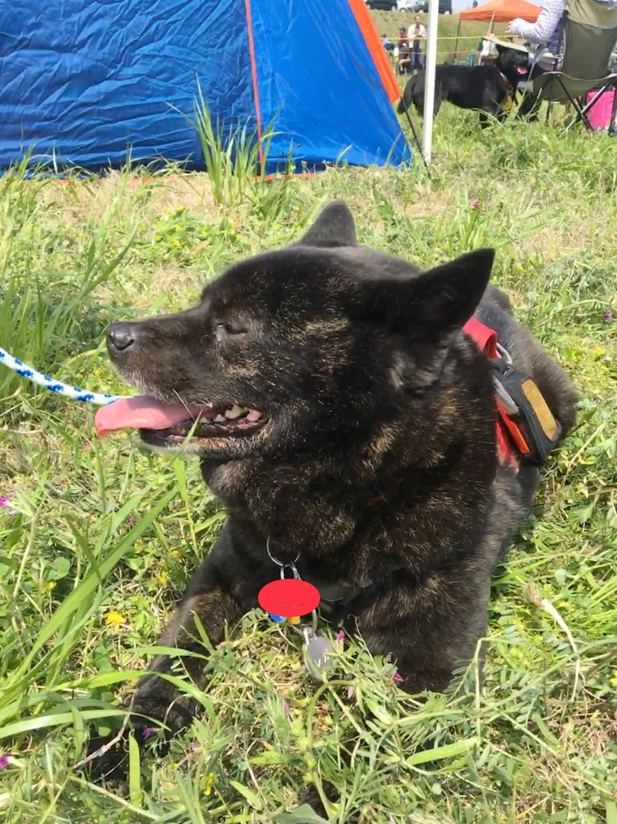 f:id:drunkard_kim:20190421213938j:plain