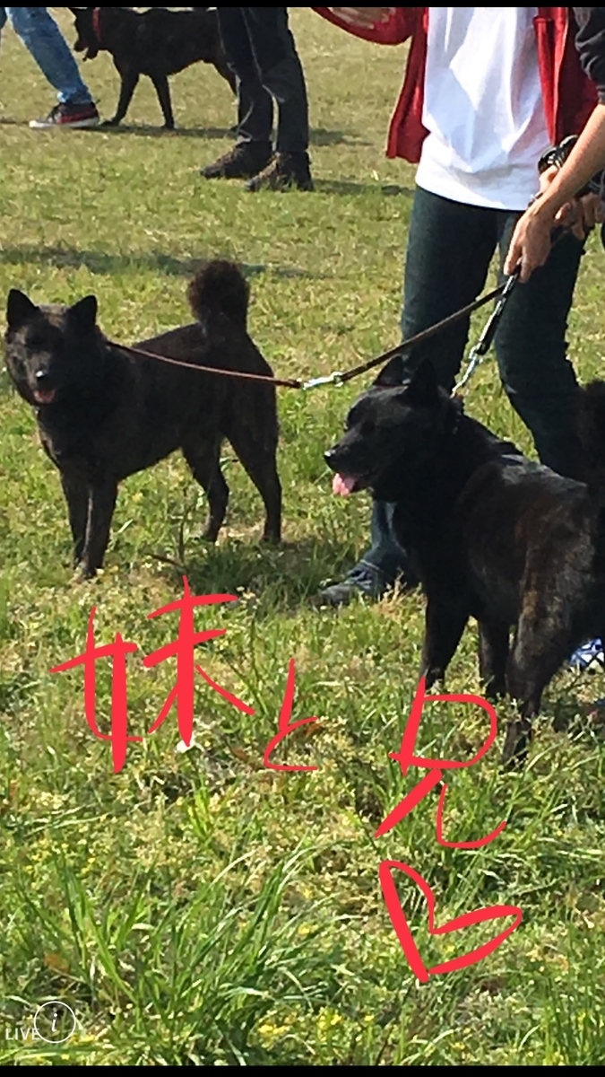 f:id:drunkard_kim:20190422080833j:plain
