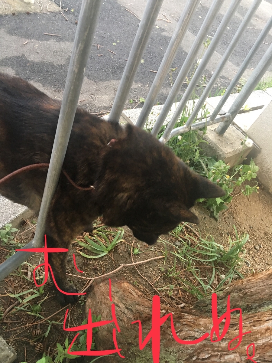 f:id:drunkard_kim:20190503084329j:plain