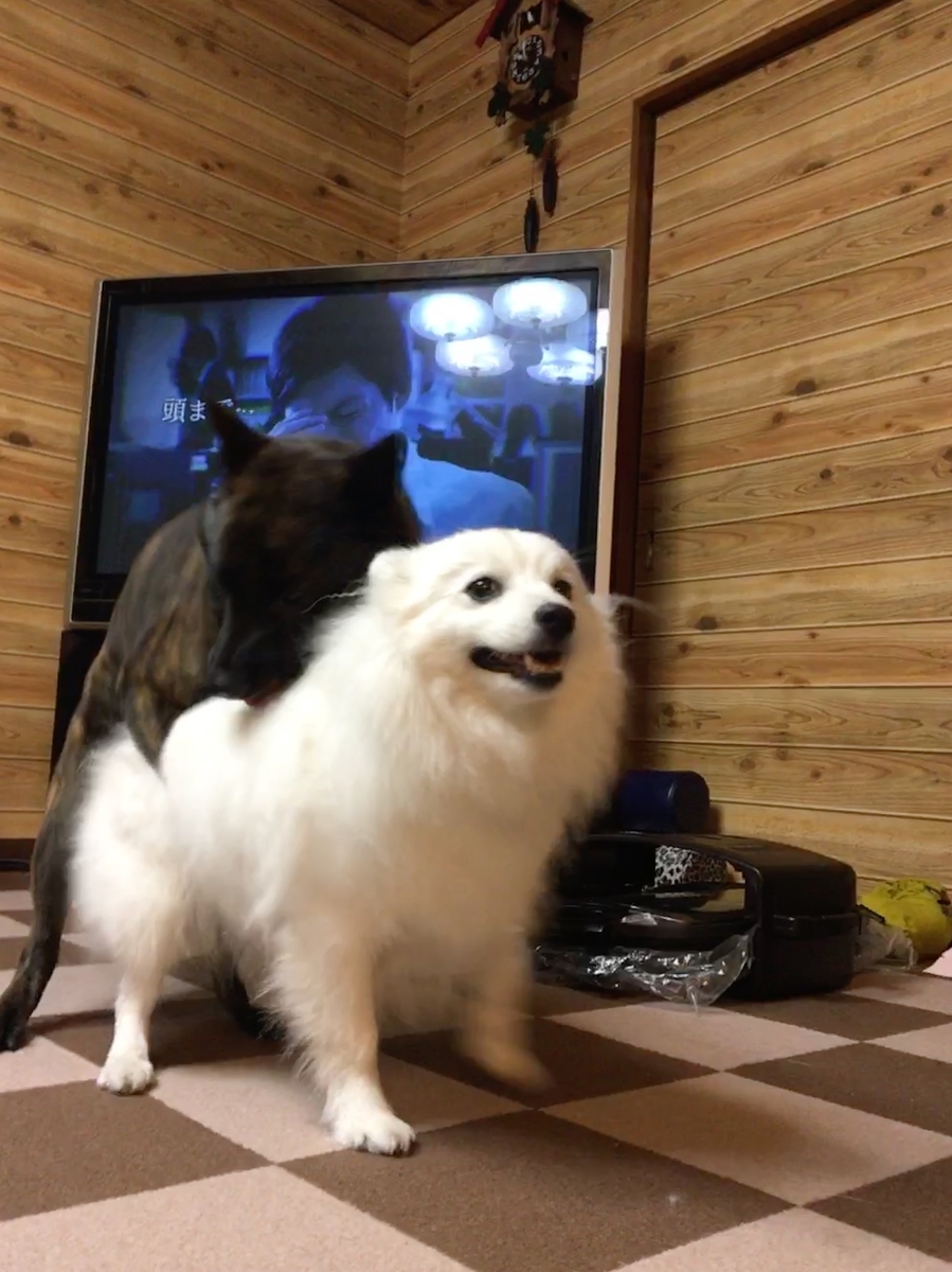 f:id:drunkard_kim:20190505221540j:plain