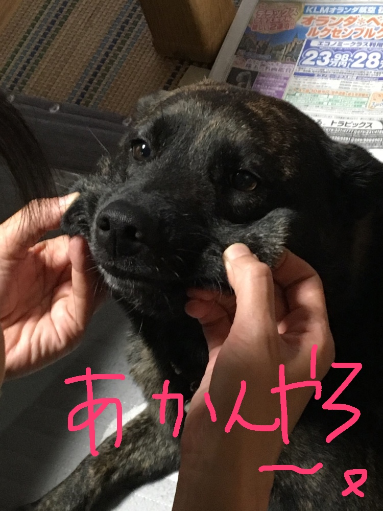 f:id:drunkard_kim:20190512161821j:plain