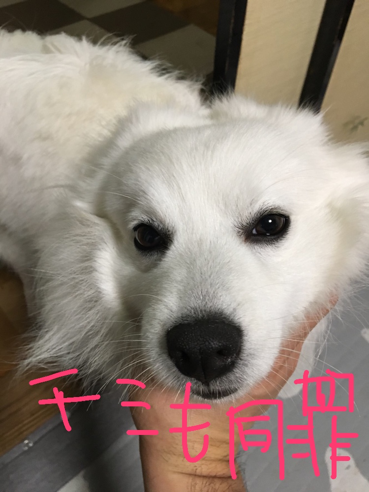 f:id:drunkard_kim:20190512161834j:plain