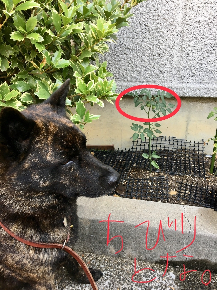 f:id:drunkard_kim:20190606075652j:plain