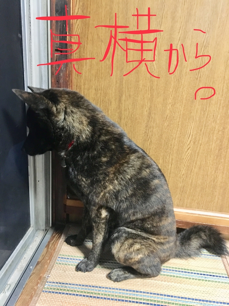 f:id:drunkard_kim:20190609091211j:plain