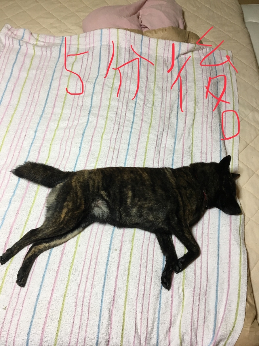f:id:drunkard_kim:20190619081717j:plain