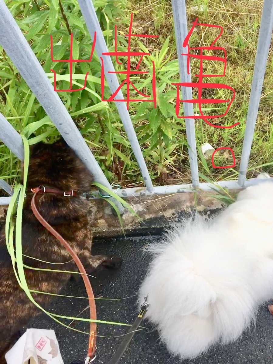 f:id:drunkard_kim:20190703081850j:plain