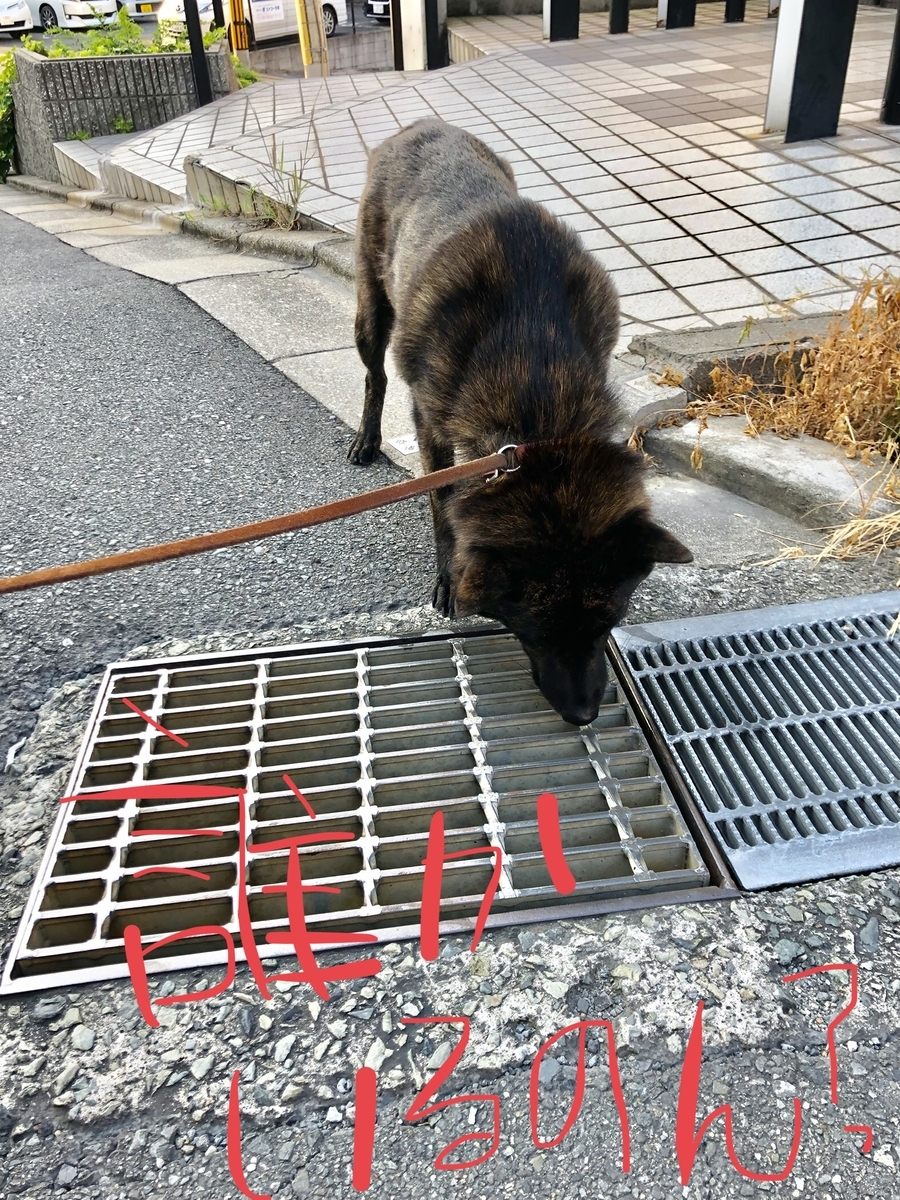 f:id:drunkard_kim:20190810090500j:plain