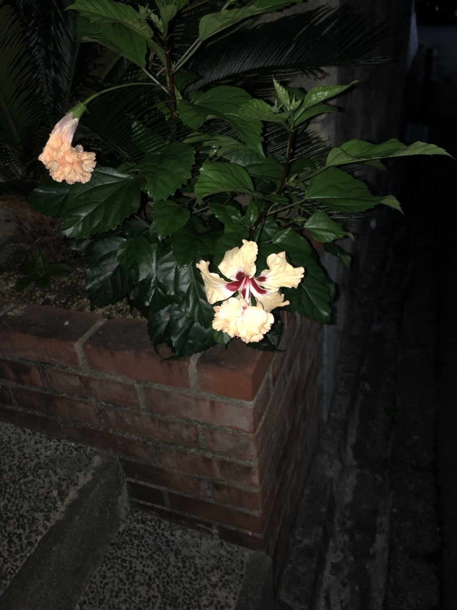 f:id:drunkard_kim:20190923081702j:plain
