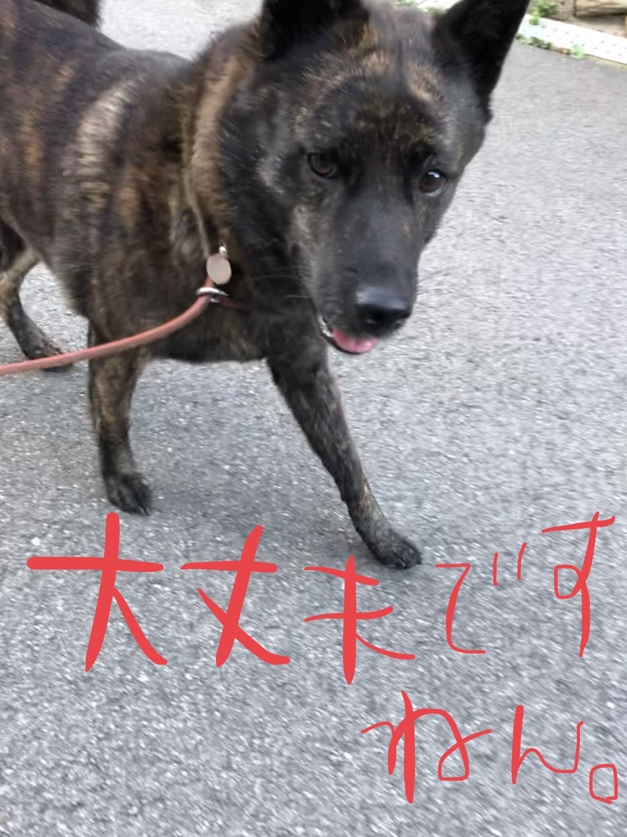 f:id:drunkard_kim:20191016080340j:plain