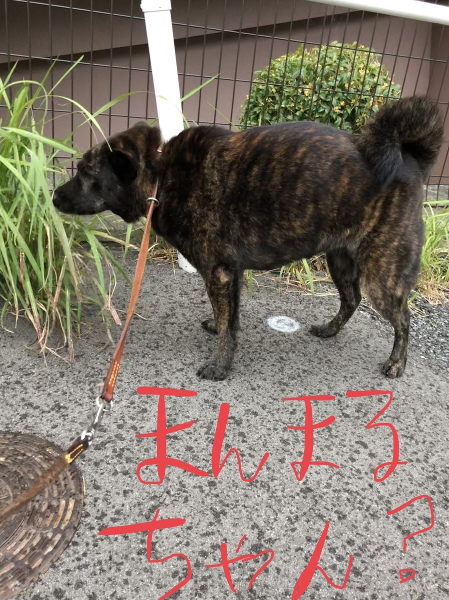 f:id:drunkard_kim:20191018080329j:plain