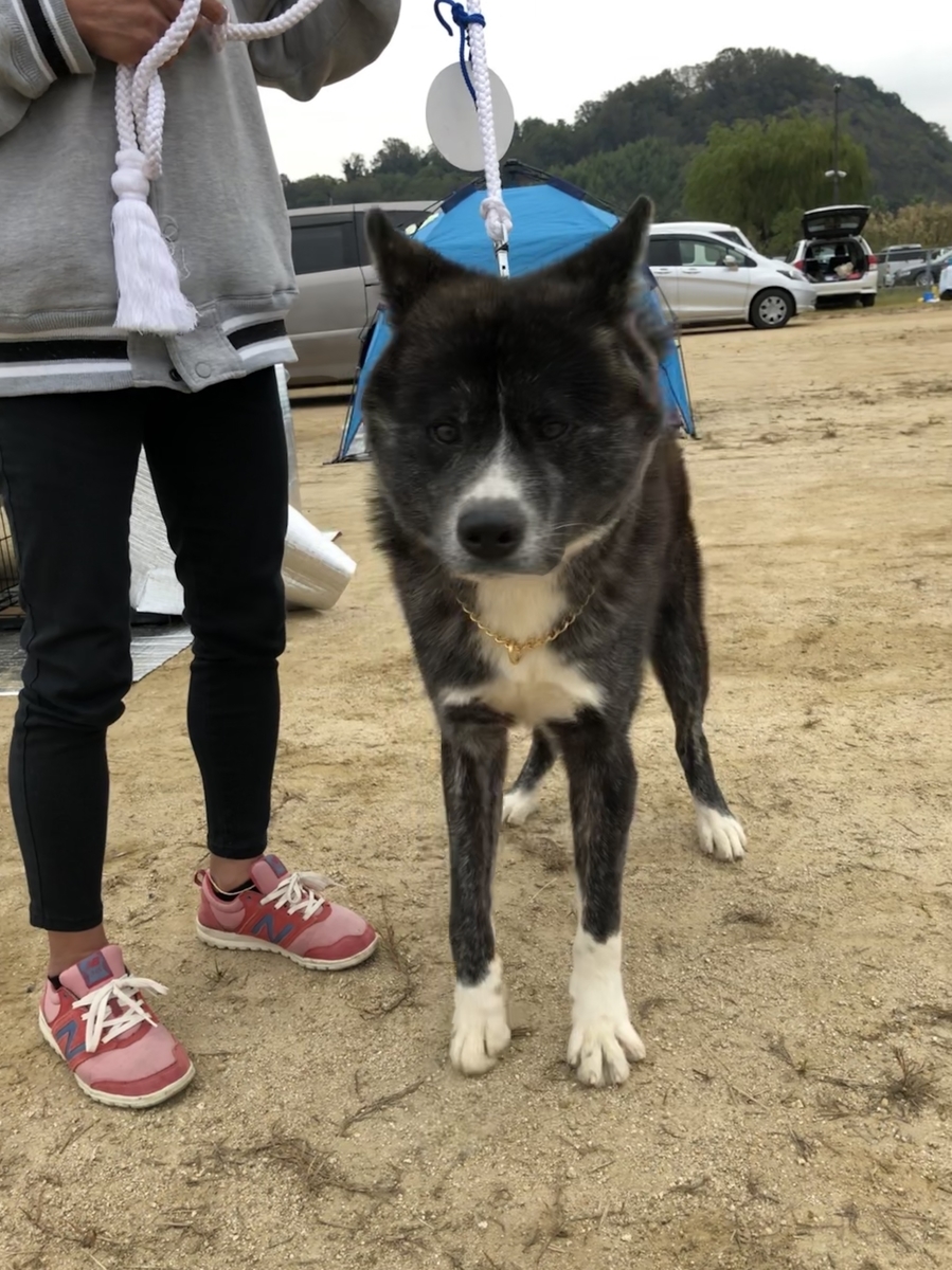 f:id:drunkard_kim:20191107081709j:plain