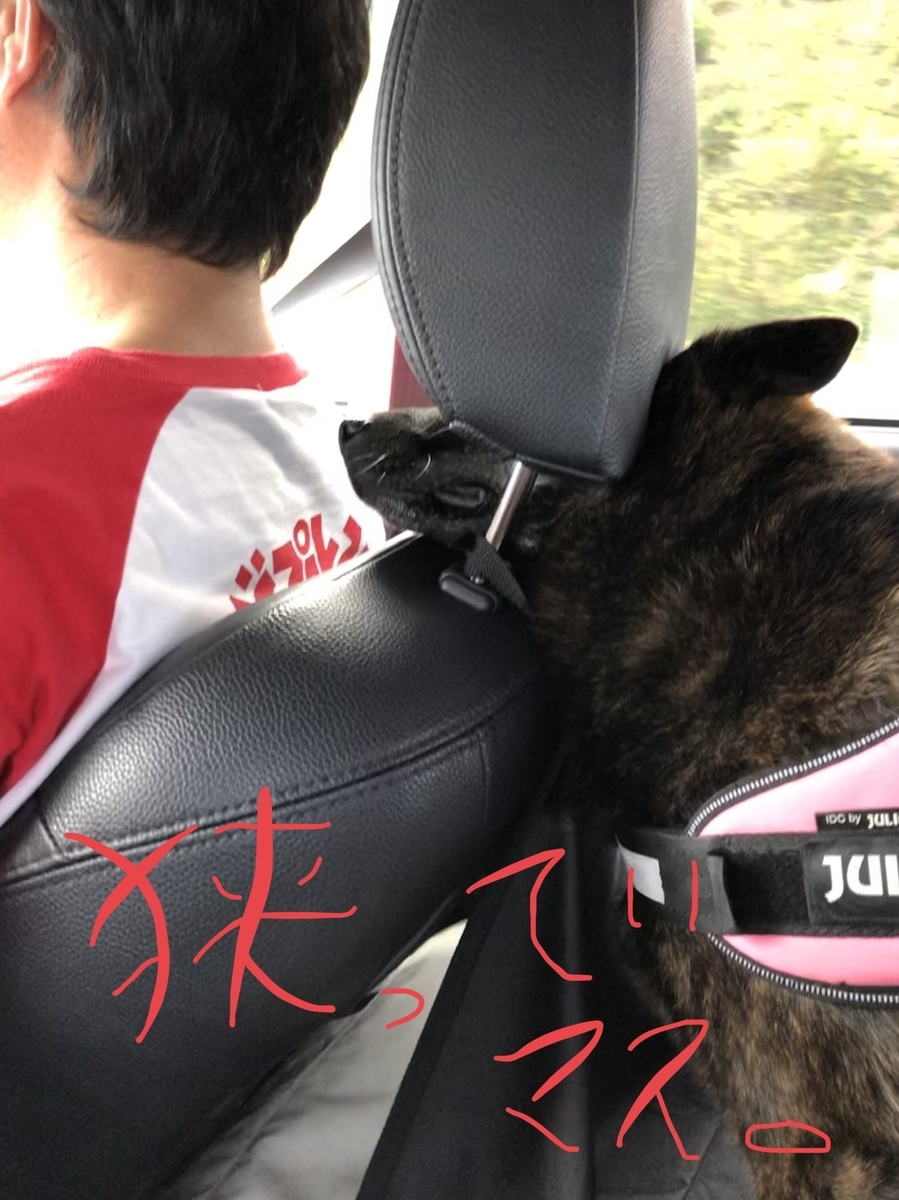 f:id:drunkard_kim:20191111144723j:plain