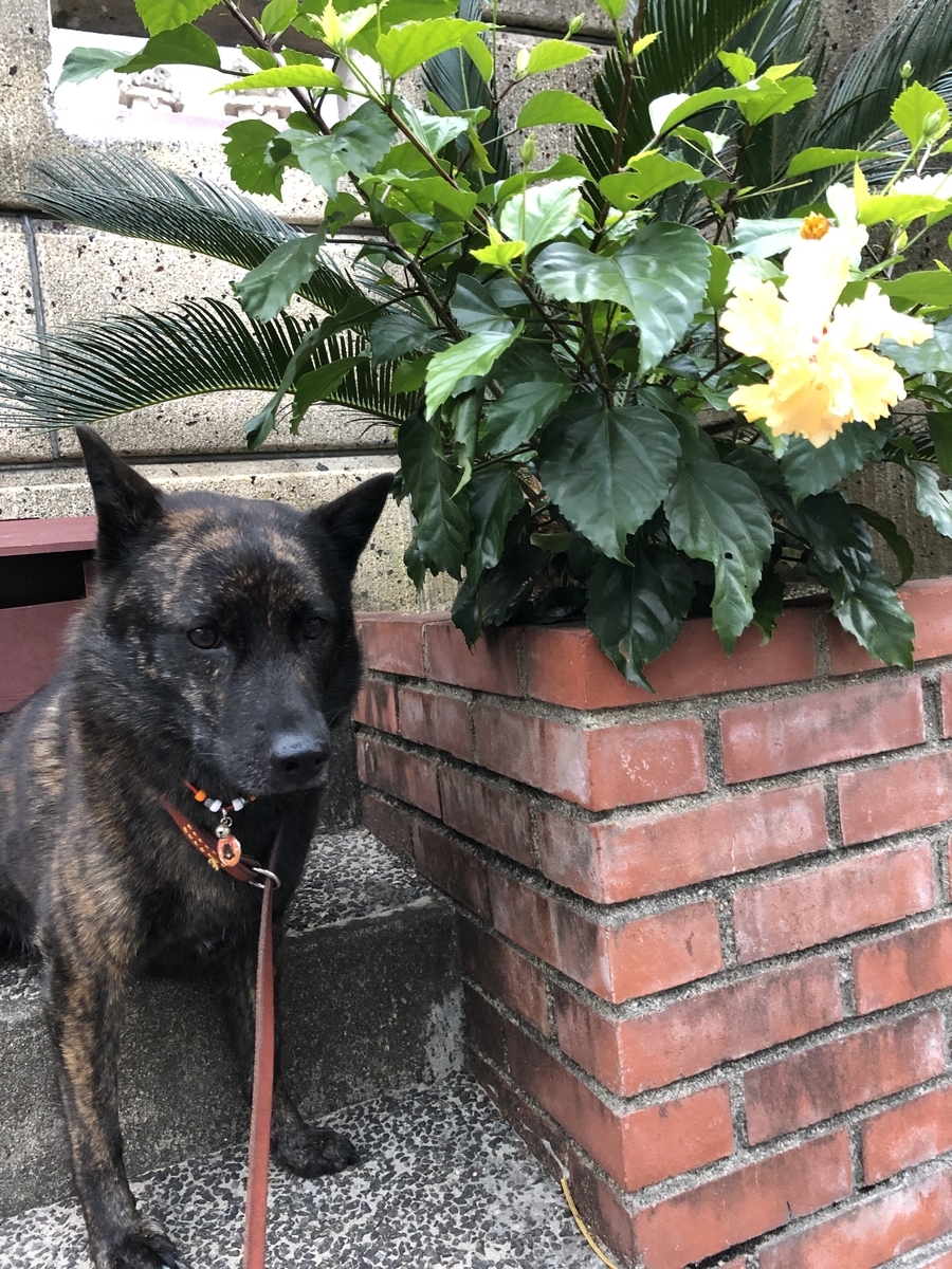 f:id:drunkard_kim:20191121080109j:plain