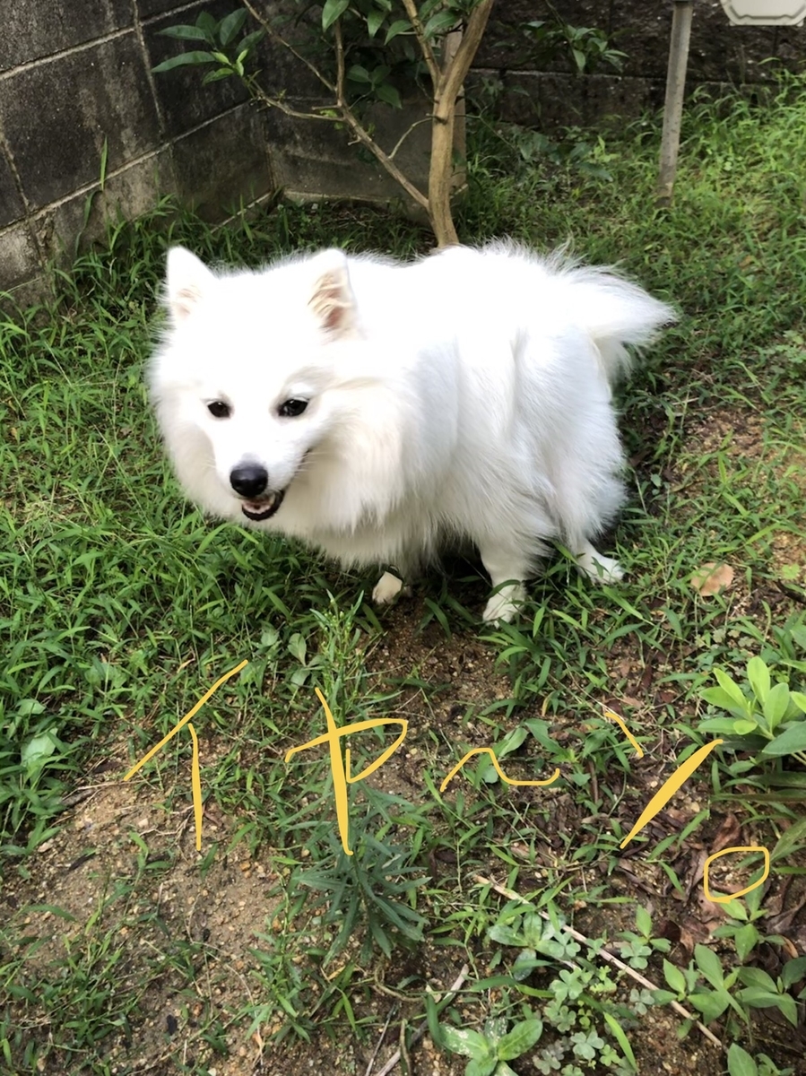 f:id:drunkard_kim:20191126165432j:plain