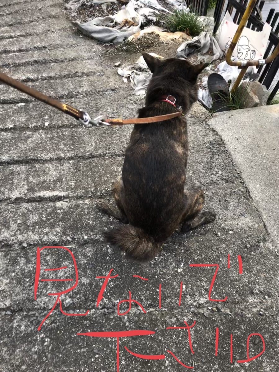 f:id:drunkard_kim:20191126165544j:plain