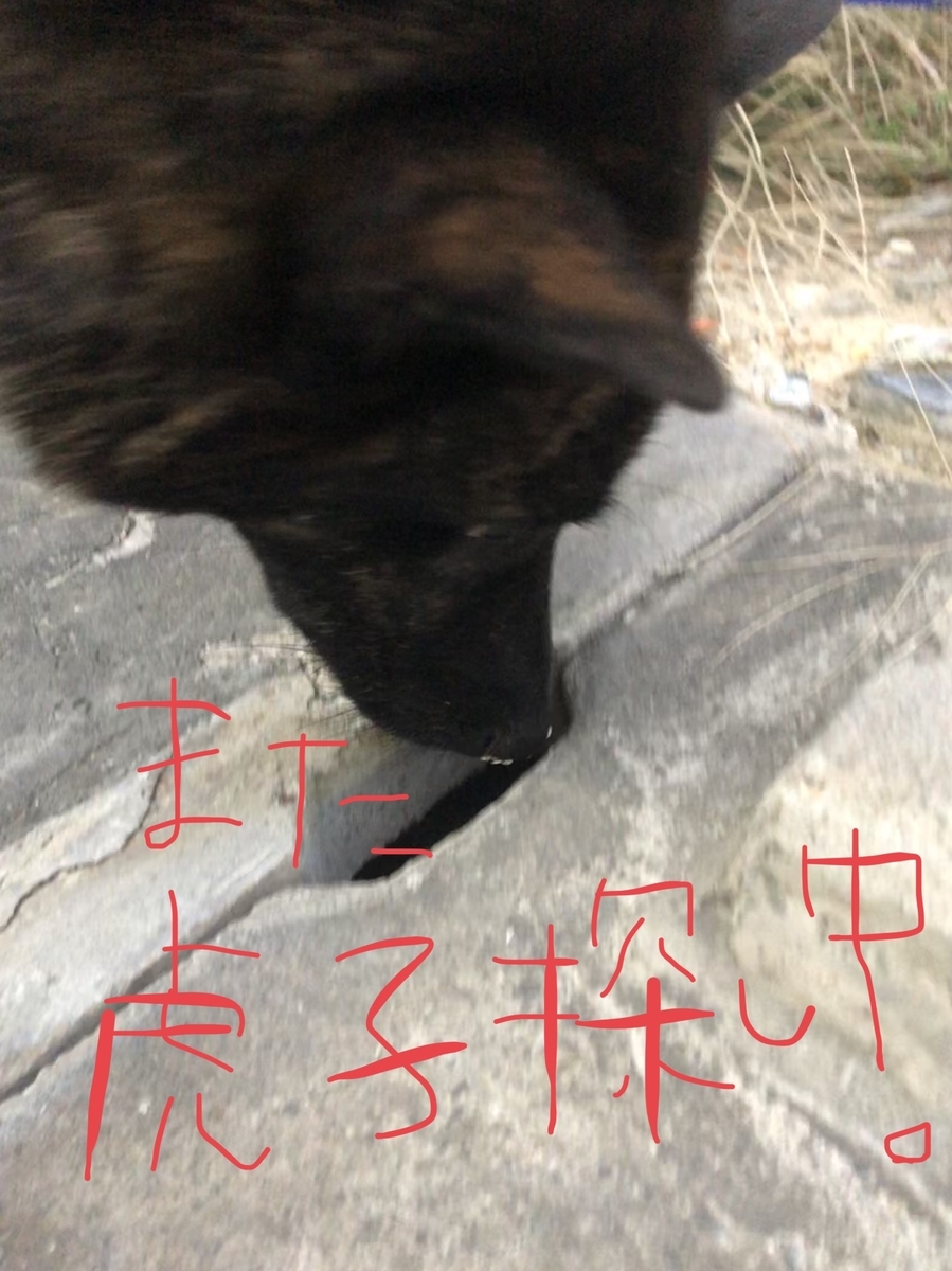 f:id:drunkard_kim:20191207081216j:plain