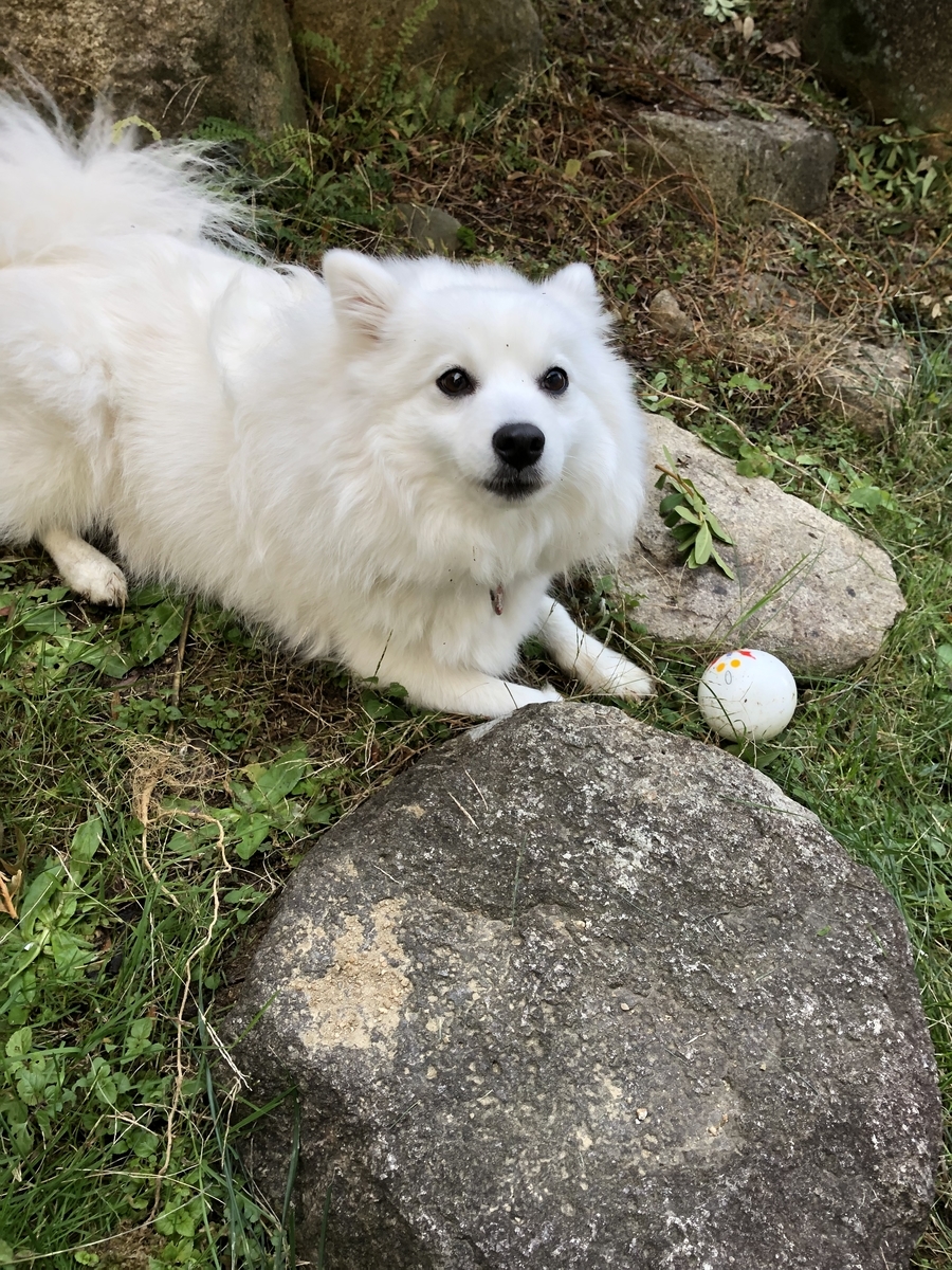 f:id:drunkard_kim:20191220081124j:plain