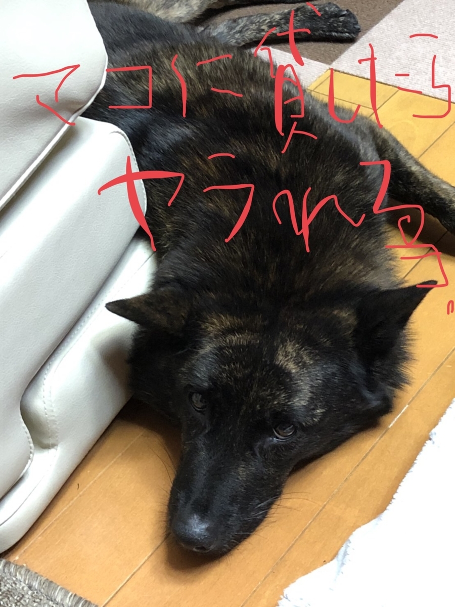 f:id:drunkard_kim:20200323080754j:plain