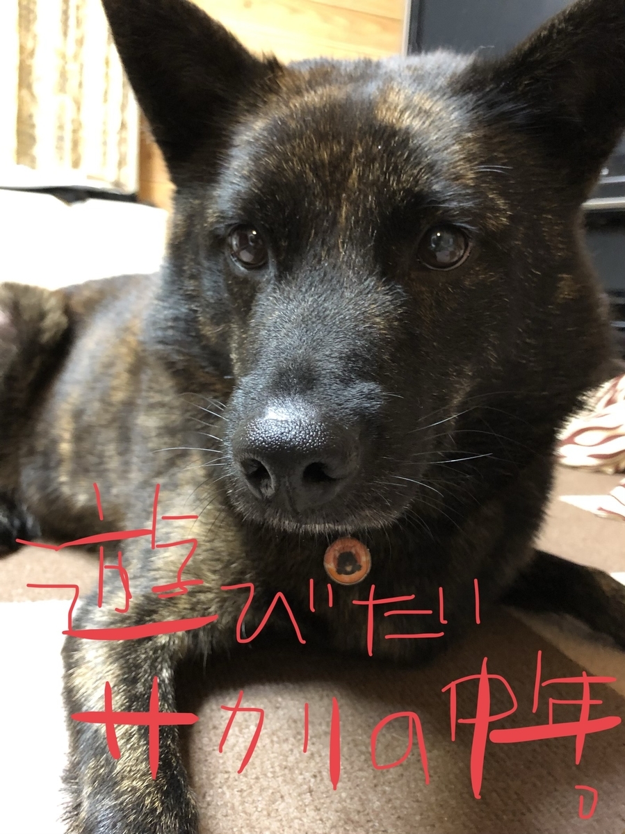 甲斐犬サン 夜中に発狂するの巻 ゙ ゙ ゚d゚ ガハッ 甲斐犬サンのゴボウのシッポ