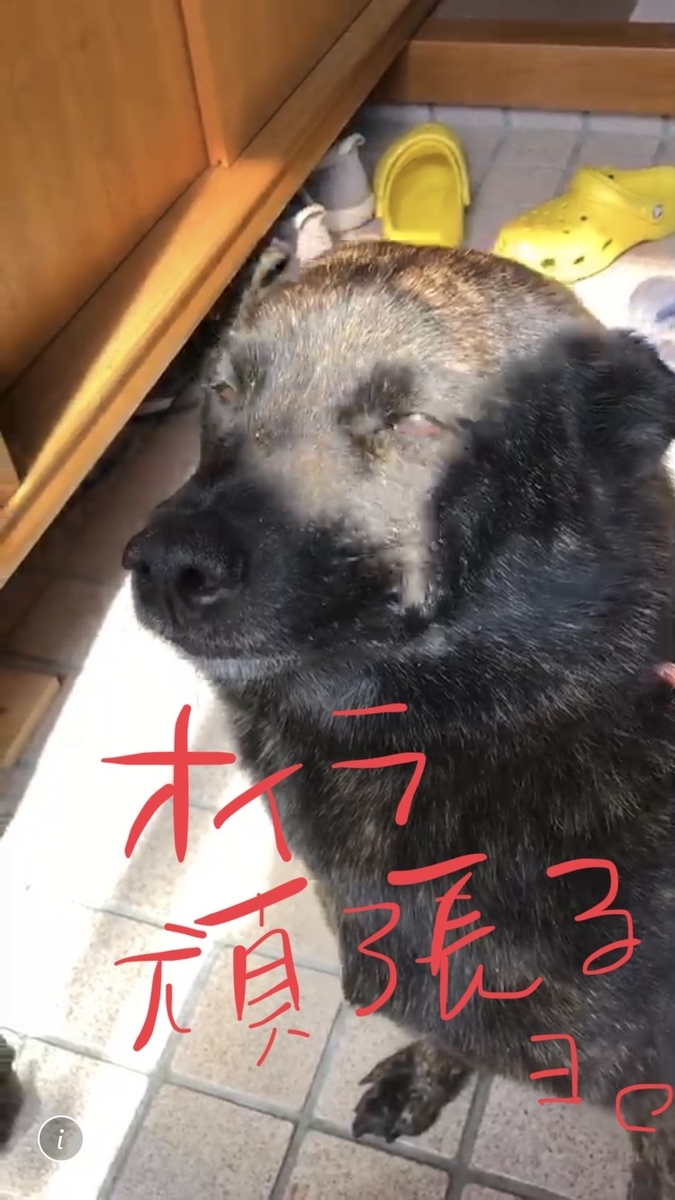 f:id:drunkard_kim:20200515081000j:plain