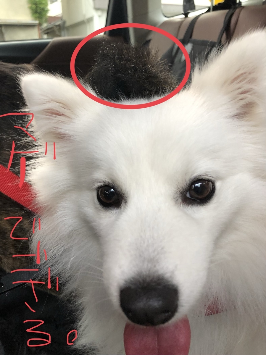 f:id:drunkard_kim:20200610072834j:plain