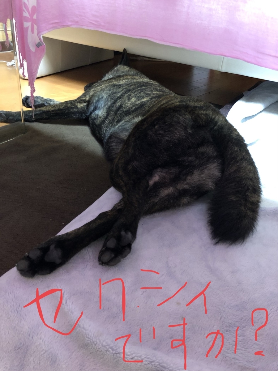 f:id:drunkard_kim:20200704080736j:plain