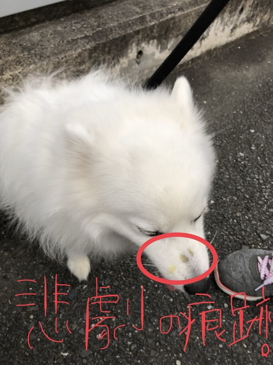 f:id:drunkard_kim:20200724092707j:plain