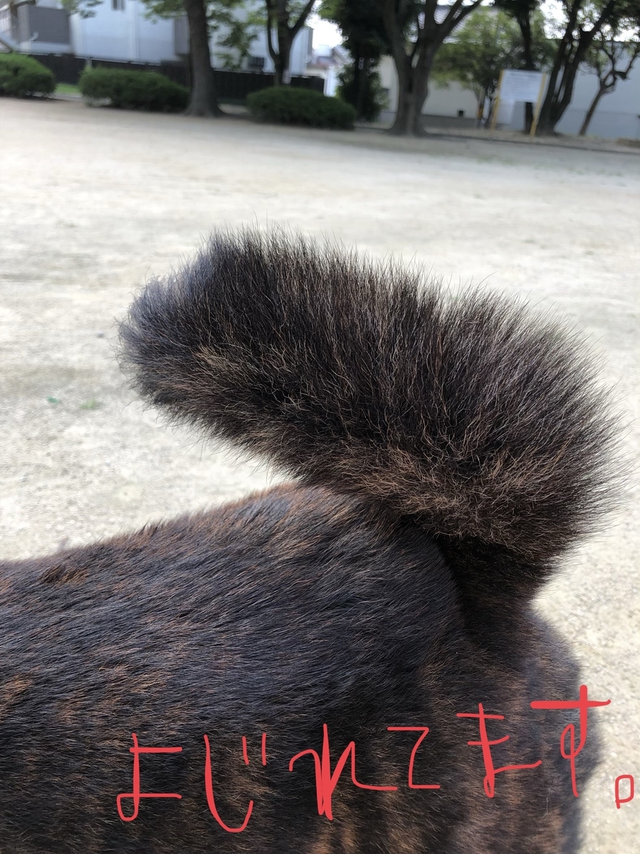 f:id:drunkard_kim:20200806081659j:plain