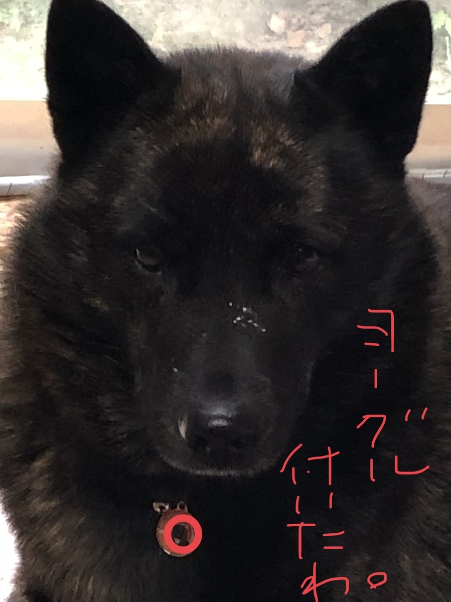 f:id:drunkard_kim:20201202072514j:plain
