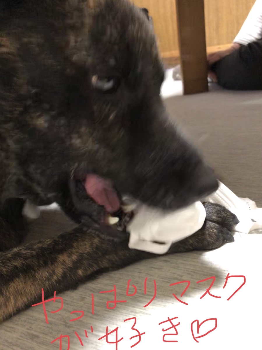 甲斐犬とは 動植物の人気 最新記事を集めました はてな 甲斐犬とは 動植物の人気 最新記事を集めました はてな