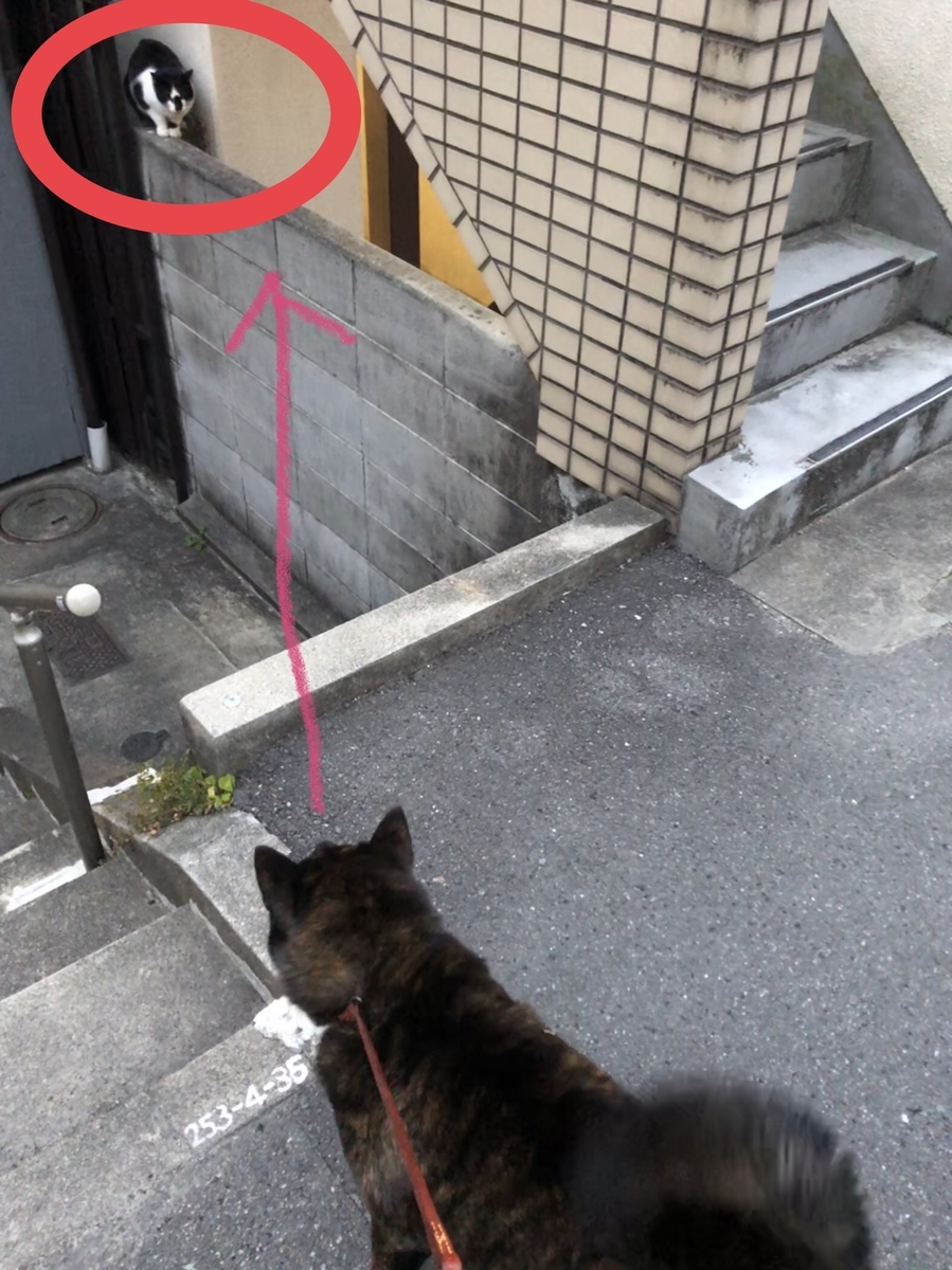 f:id:drunkard_kim:20210226125235j:plain