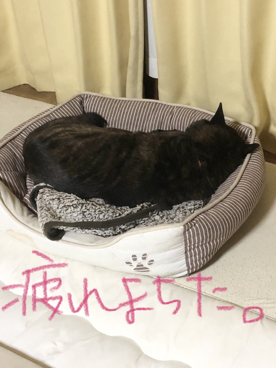 f:id:drunkard_kim:20210227213236j:plain