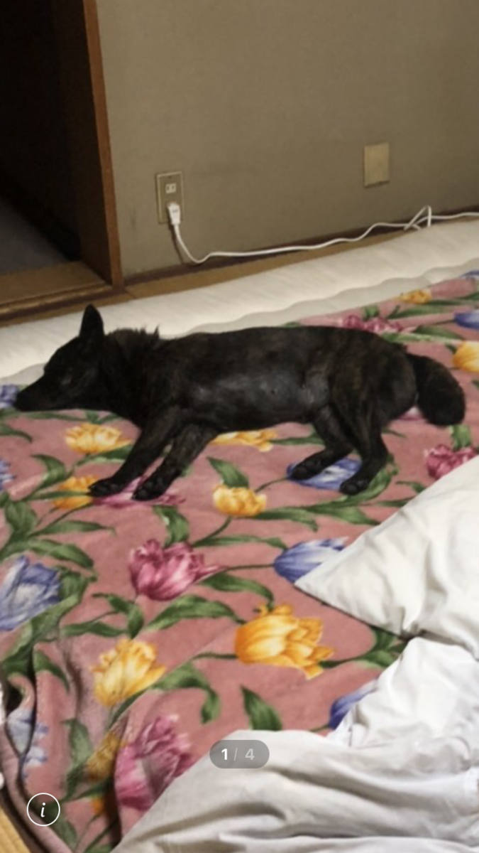 f:id:drunkard_kim:20210607123408p:plain