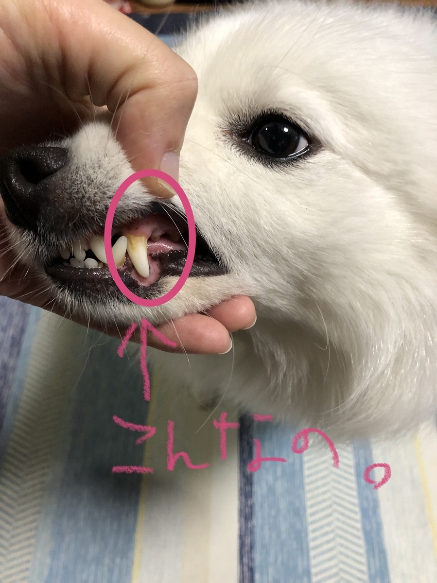 f:id:drunkard_kim:20211110123418j:plain