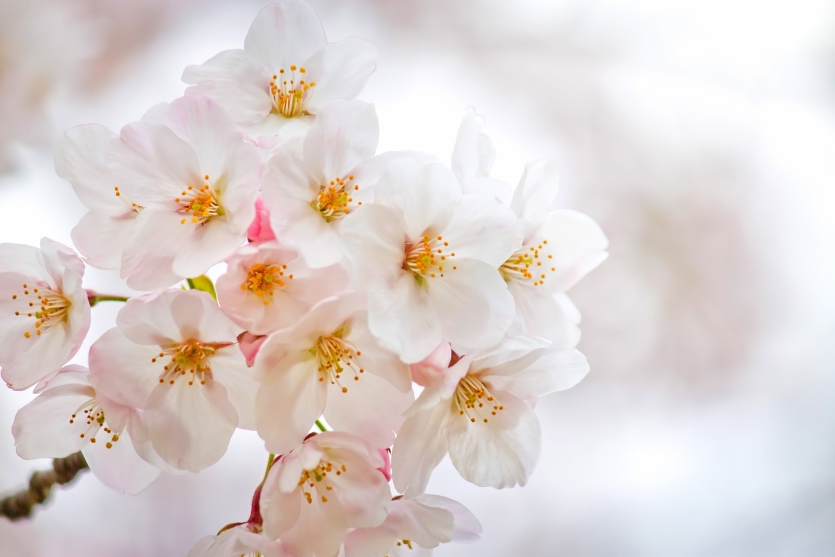 f:id:dry-mango:20191225131324j:plain