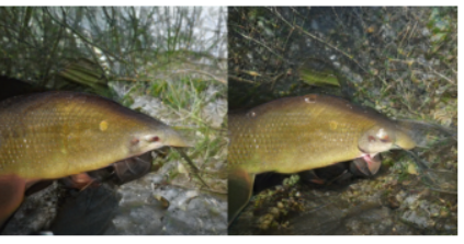 f:id:dsf-kotaro:20210207223748p:plain