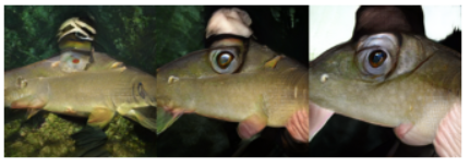 f:id:dsf-kotaro:20210207223918p:plain