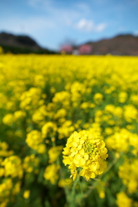 Tokina AT-X 16-28 F2.8 PRO FX 16-28mm F2.8(2014.03.09)
