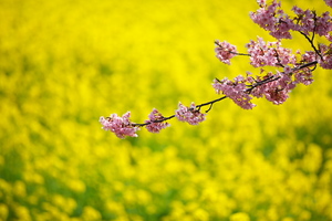 Canon EF70-200mm F2.8L IS II USM(2014.03.09)