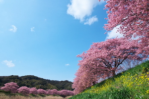 Tokina AT-X 16-28 F2.8 PRO FX 16-28mm F2.8(2014.03.09)