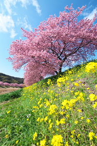 Tokina AT-X 16-28 F2.8 PRO FX 16-28mm F2.8(2014.03.09)