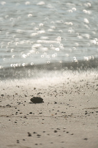 Kenko ミラーレンズ 400mm F8(2014.03.09)