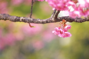 Canon EOS 5D MarkII ＆ EF70-200mm F4L IS USM 萬福寺(2011.02.06)