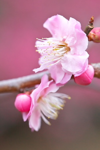 Canon EOS 5D MarkII ＆ EF100mm F2.8L マクロ IS USM 岩本山公園(2011.02.20)